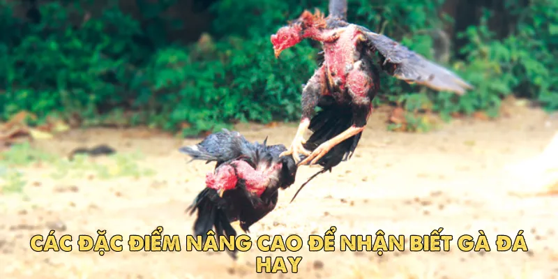 Các đặc điểm nâng cao để nhận biết gà đá hay