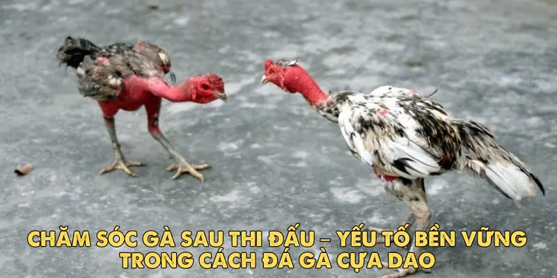 Chăm sóc gà sau thi đấu – yếu tố bền vững trong cách đá gà cựa dao