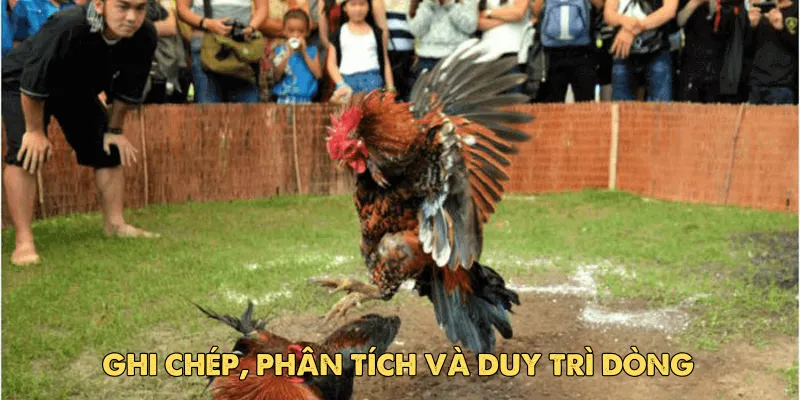 Bí quyết giữ dòng gà chiến mạnh sau khi đổ thành công