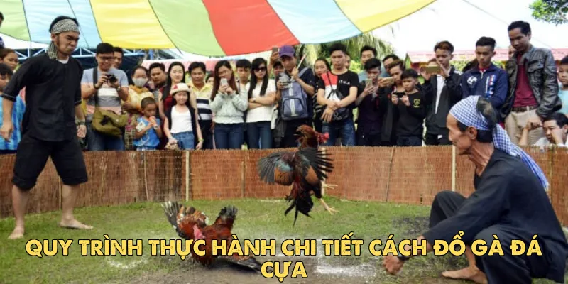 Quy trình thực hành chi tiết cách đổ gà đá cựa