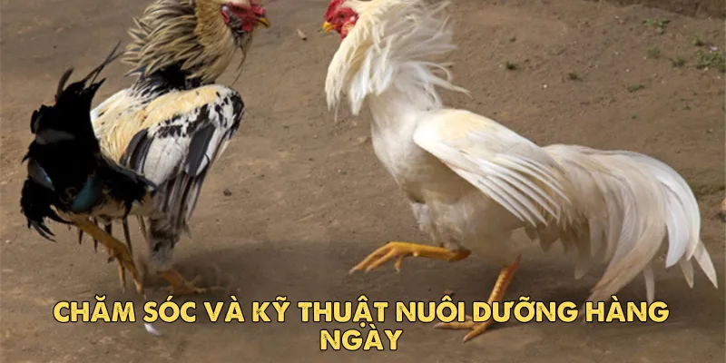 Chăm sóc và kỹ thuật nuôi dưỡng hàng ngày