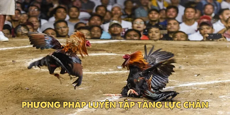 Phương pháp luyện tập tăng lực chân