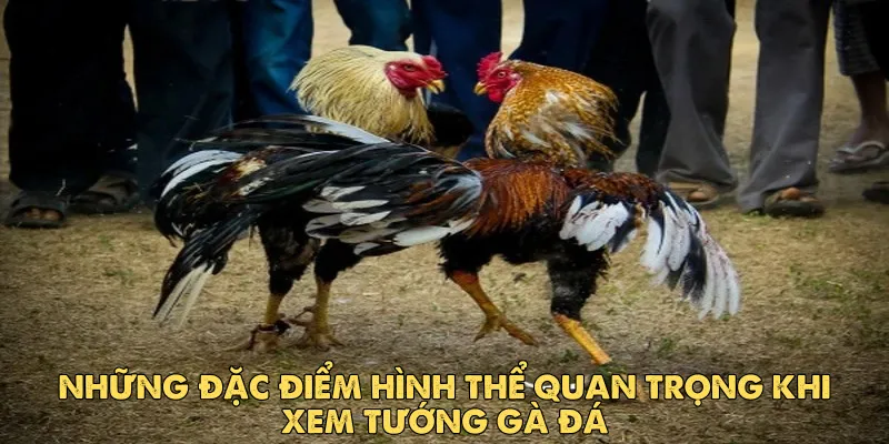 Những đặc điểm hình thể quan trọng khi xem tướng gà đá